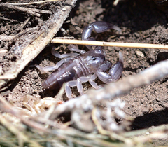 Opisthacanthus validus
