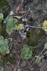 Crassula cordata