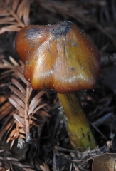 Hygrocybe