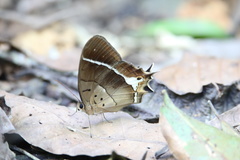 Image of Antirrhea philoctetes