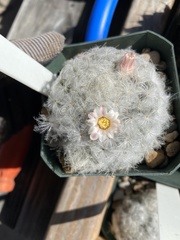 Mammillaria plumosa