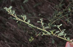 Ceanothus thyrsiflorus griseus