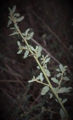 Ceanothus thyrsiflorus griseus
