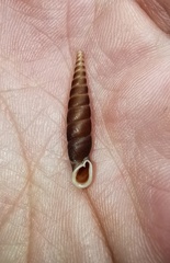 Sinigena bisdelineata