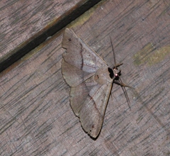 Ophyx eurrhoa
