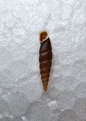 Oospira antilopina