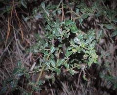 Ceanothus thyrsiflorus griseus