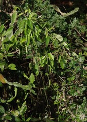 Vincetoxicum cordatum