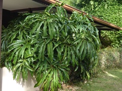 Thaumatophyllum spruceanum