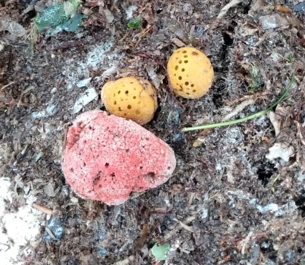 Red Ball Sponge