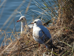 Chroicocephalus ridibundus