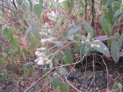 Baccharis sordescens