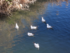 Chroicocephalus ridibundus