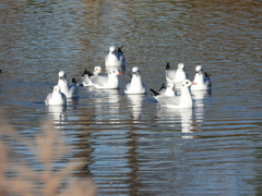 Chroicocephalus ridibundus