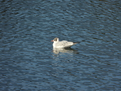 Chroicocephalus ridibundus