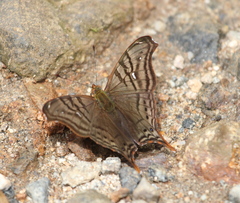 Hypanartia dione