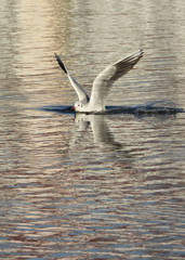 Chroicocephalus ridibundus