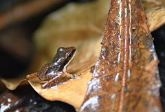 Craugastor longirostris