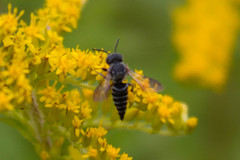 Coelioxys modestus
