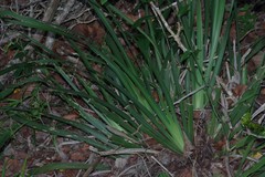 Dietes iridioides