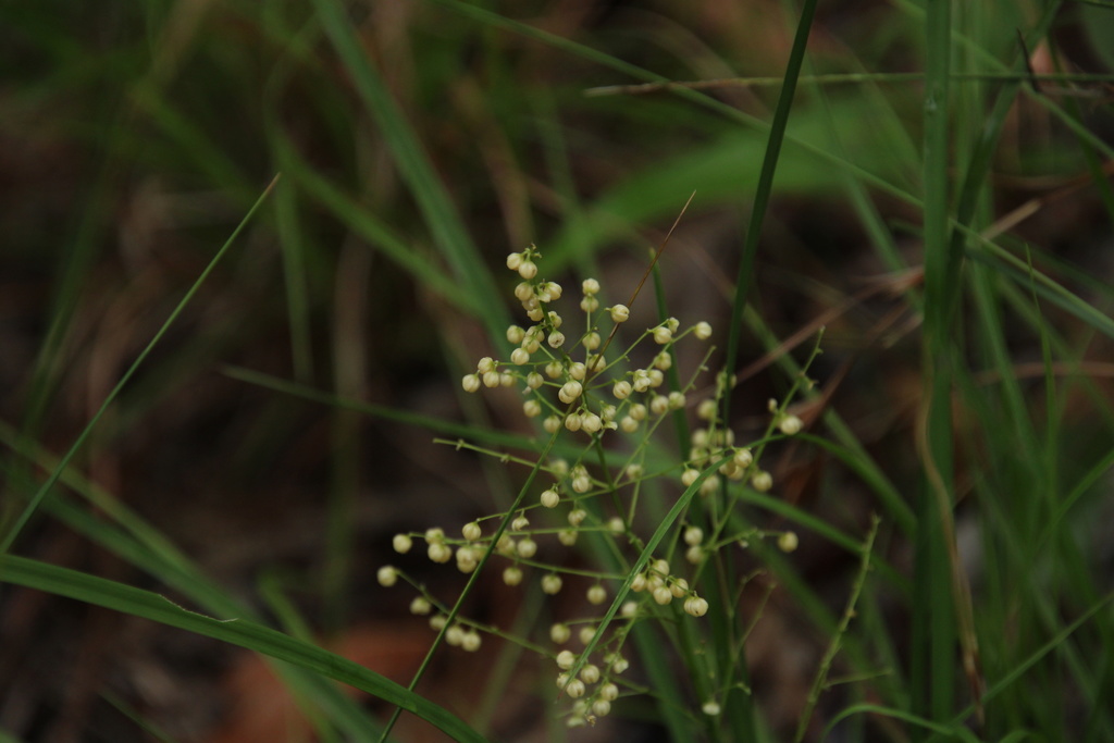 Broadleaved matrush
