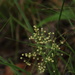 Broadleaved Matrush - Photo (c) toohey-forest-wildlife, some rights reserved (CC BY-NC), uploaded by toohey-forest-wildlife