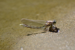 Progomphus obscurus