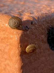 Xerotricha conspurcata