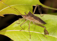Leptoglossus concolor