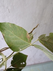 Calopogonium caeruleum