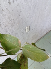 Calopogonium caeruleum