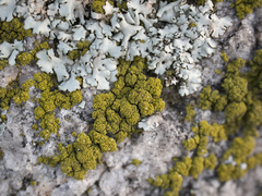 Candelariella coralliza