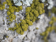 Candelariella coralliza