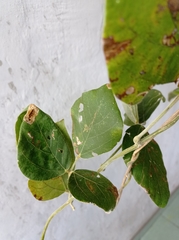 Calopogonium caeruleum