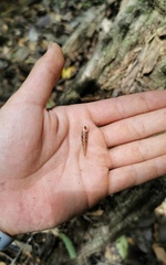 Phaedusa bocki