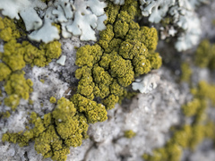 Candelariella coralliza