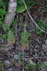 Crassula cordata