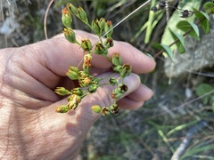 Hypericum connatum