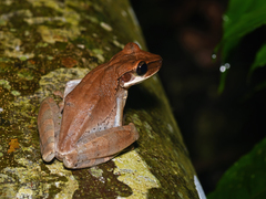 Osteocephalus planiceps