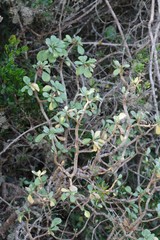 Othonna triplinervia