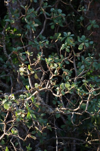 Othonna triplinervia DC. 3