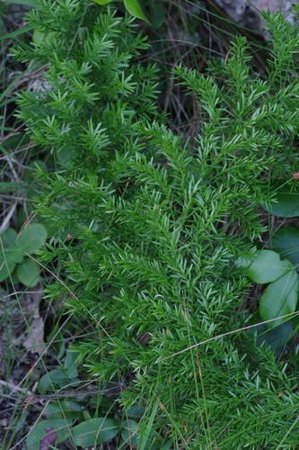 Asparagus densiflorus