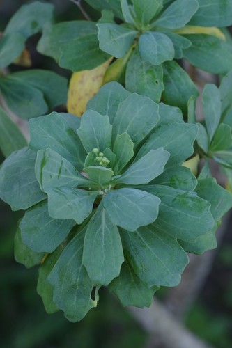 Othonna triplinervia DC. 2