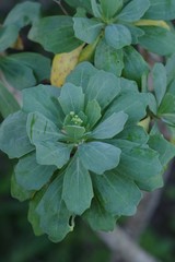 Othonna triplinervia