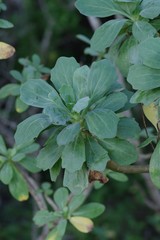 Othonna triplinervia