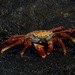 Sally Lightfoot Crab - Photo (c) John Sullivan, some rights reserved (CC BY-NC), uploaded by John Sullivan