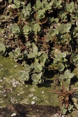 Crassula lactea