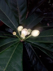 Amphitecna apiculata