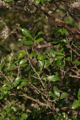 Ochna natalitia