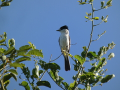 Xenopsaris albinucha